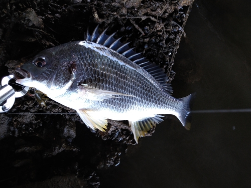 キビレの釣果