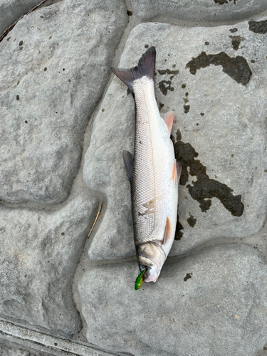 マルタウグイの釣果