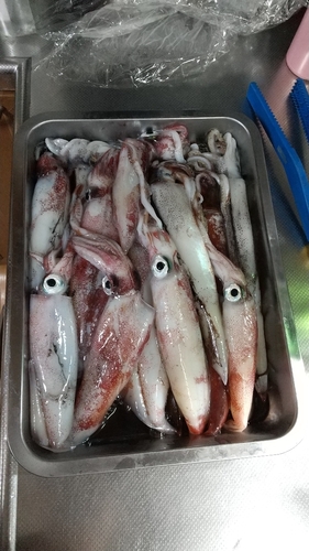 マイカの釣果