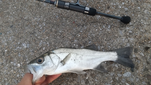 スズキの釣果