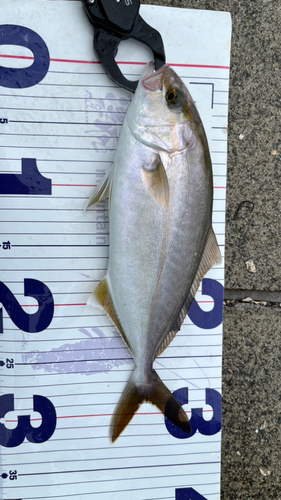 ショゴの釣果