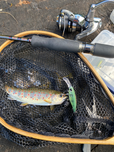 アマゴの釣果