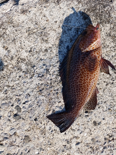 オオモンハタの釣果