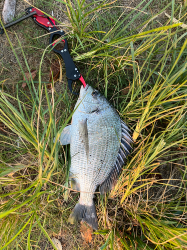 キビレの釣果