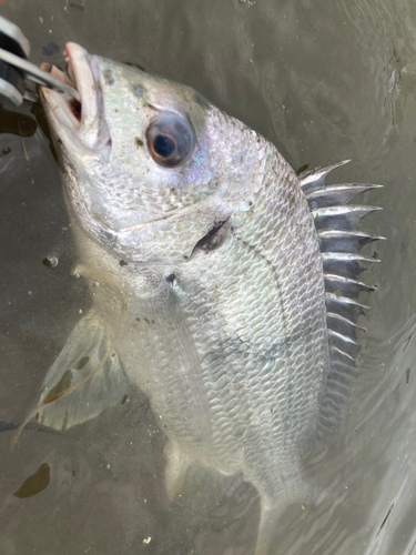 キビレの釣果