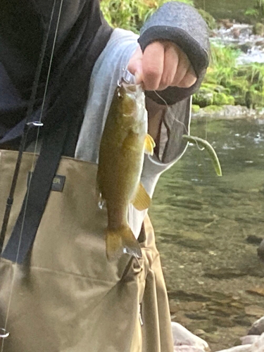 スモールマウスバスの釣果