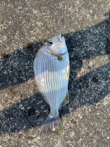 ヘダイの釣果