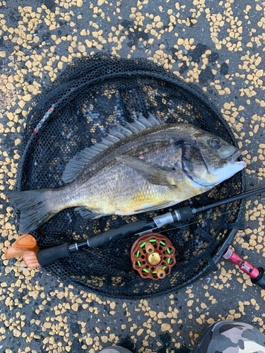 クロダイの釣果