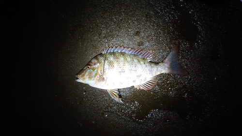 ハマフエフキの釣果