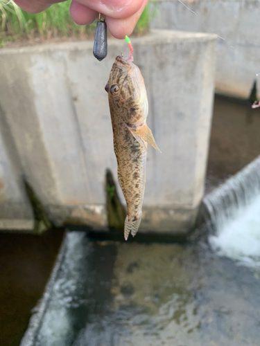 ハゼの釣果