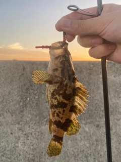 タケノコメバルの釣果