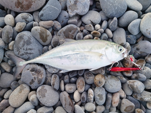 オニアジの釣果