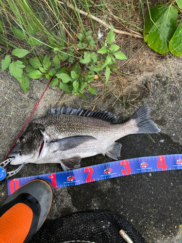 クロダイの釣果