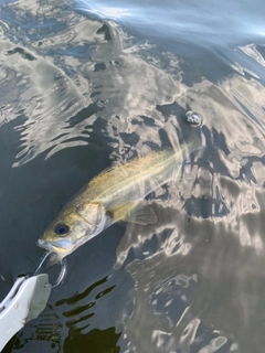 セイゴ（マルスズキ）の釣果