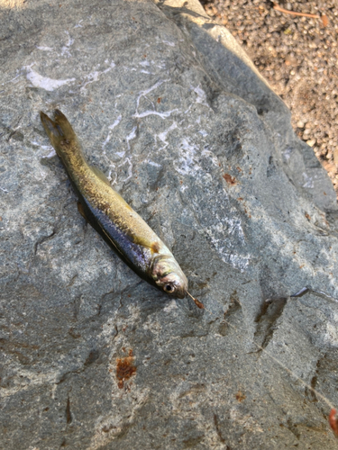 アブラハヤの釣果