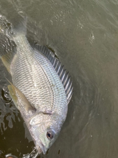 キビレの釣果