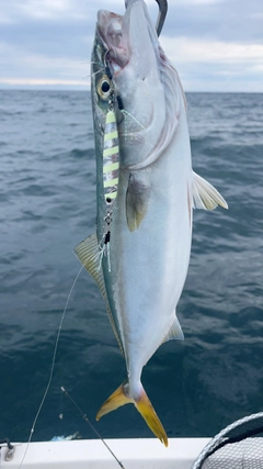 イナダの釣果