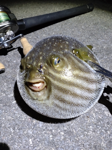 サザナミフグの釣果