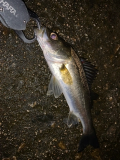 セイゴ（マルスズキ）の釣果