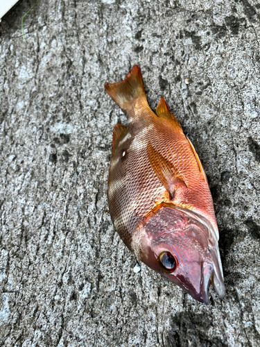 シブダイの釣果