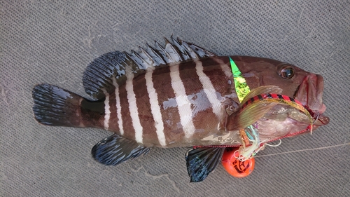 マハタの釣果