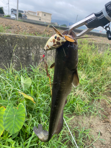 ナマズの釣果