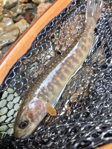 イワナの釣果