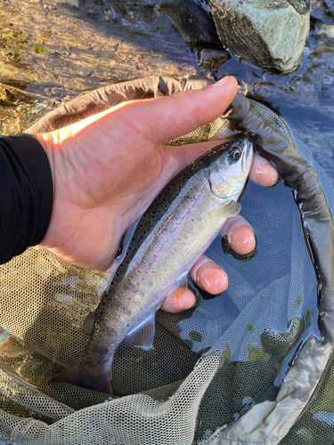 アマゴの釣果