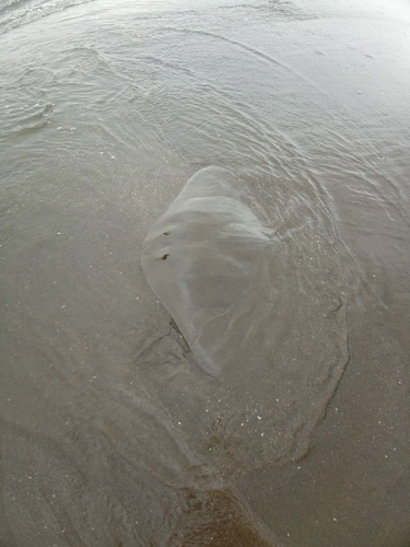 エイの釣果