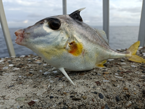 ギマの釣果