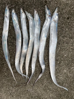 タチウオの釣果
