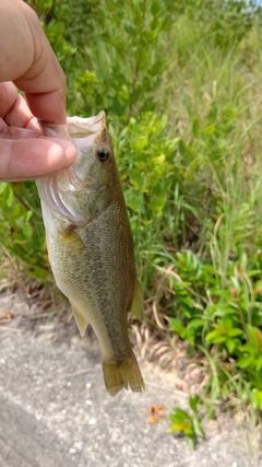 ブラックバスの釣果