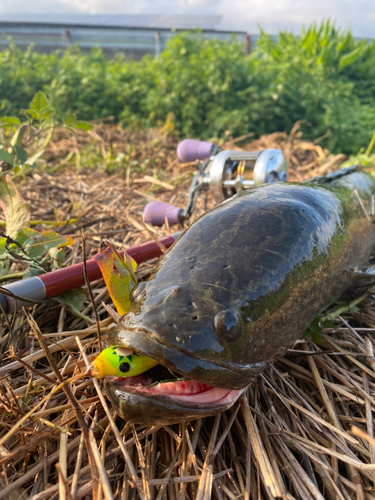 ライギョの釣果