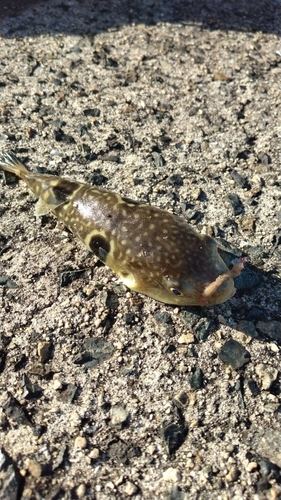 フグの釣果