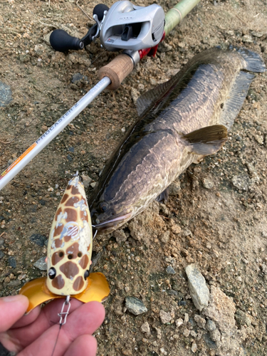 ライギョの釣果