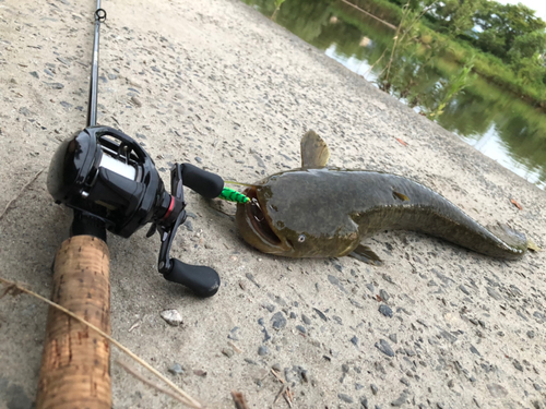 ナマズの釣果