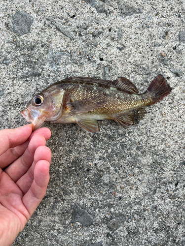 ガヤの釣果