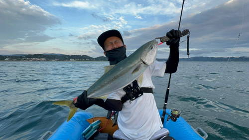 ハマチの釣果