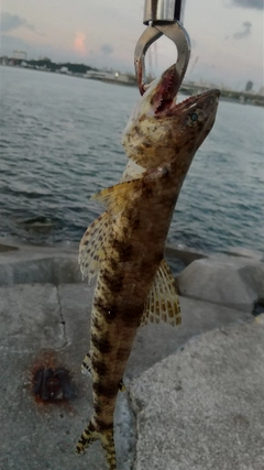 エソの釣果