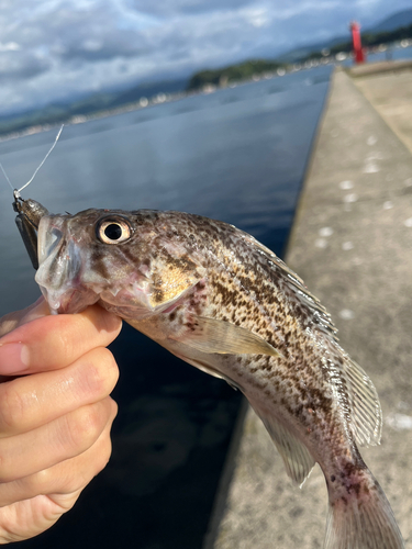 クロソイの釣果