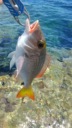 イソフエフキの釣果