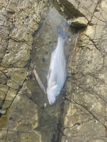 ヒラスズキの釣果