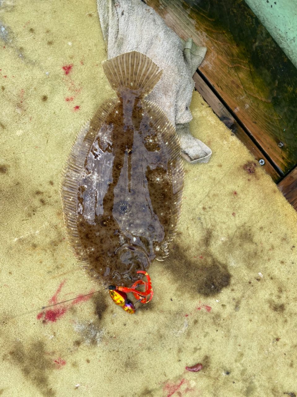 ガンゾウビラメ