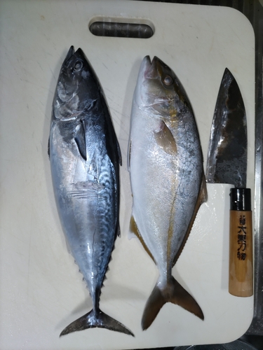 ショゴの釣果