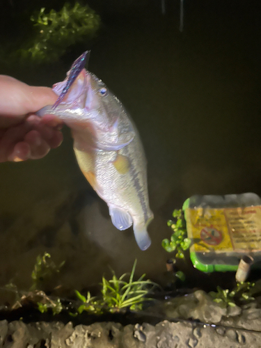 ラージマウスバスの釣果