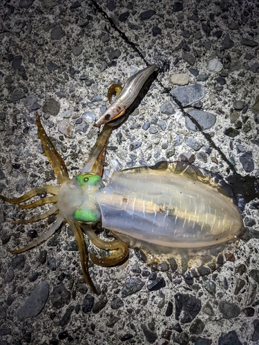 アオリイカの釣果