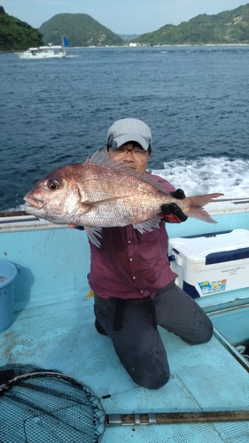 マダイの釣果