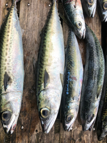 サバの釣果