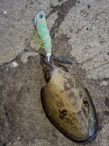 シリヤケイカの釣果