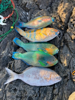 ブダイの釣果